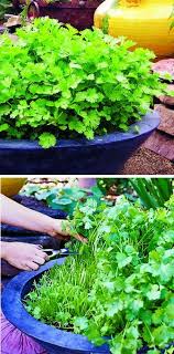 A Better Way To Grow Cilantro Try This Method For A Fast Continuous Crop Garten Garten Pflanzen