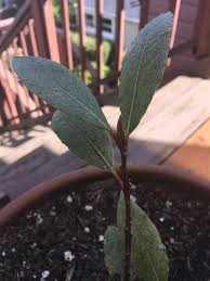 If your bay tree has outgrown its planting site, you may be wondering how to transplant bay trees. How To Save My Ill Cared For Bay Leaf Tree Gardening Landscaping Stack Exchange