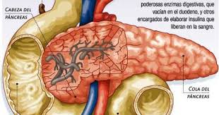 Pancreas Del Cuerpo Humano Y Sus Partes Organos Del Cuerpo Humano Anatomia Medica Cosas De Enfermeria
