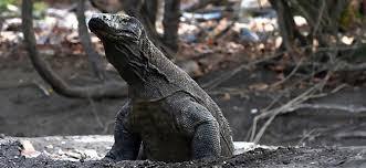 Population Komodo Dragon Www Imghulk Com