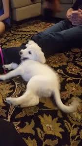 It S Hard To Resist The Temptation Gif Cute Animals Dog Animation Crazy Dog