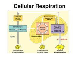 Two Types Of Cellular Respiration