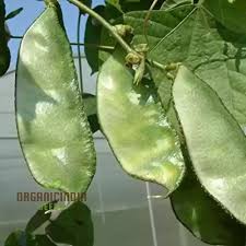 Image result for Dolichos