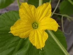 Image result for Cucumis melo