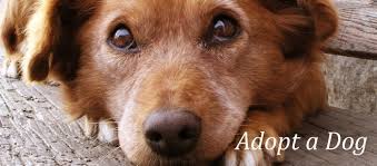 We welcome all adopters and aim to find a great. Dog Adoption In Harford County Maryland The Humane Society Of Harford County