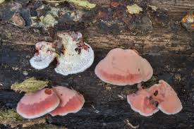 Image result for Merulius incarnatus