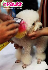 Opawz Anticipated Pet Fair Asia Opawz Com Supply Pet Hair Dye Pet Hair Chalk Pet Perfume Pet Shampoo Spa Products Pet Shampoo Creative Grooming Pet Grooming