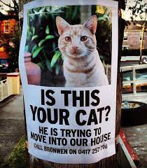 Home Invader Cats Funny Animals Funny Cats