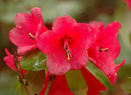 Image result for Rourea thomsonii