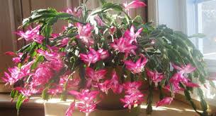 A christmas cactus usually only needs to be transplanted every three to four years. Christmas Cactus 101 Salisbury Greenhouse Sherwood Park