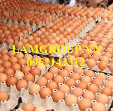 Trứng gà sạch giá rẻ Lamgroup.vn