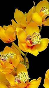 Yellow Cymbidium Orchids Dark Pink Lip Unusual Flowers Beautiful Orchids Cymbidium Orchids