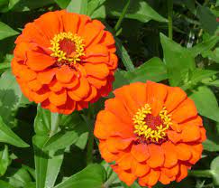 Foto utili per conoscere e imparare tutti i fiori primaverili più belli e importanti. Fiori Arancioni Nomi