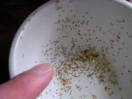 In a nutshell, these simple 6 steps will help you to eliminate ant infestation in your kitchen. 10 Ant Ideas Get Rid Of Ants Ants Rid Of Ants