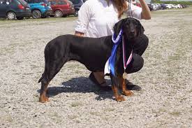 Image result for sedmihradský honič