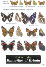 guide to the butterflies of britain field studies council