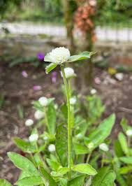 Image result for Gomphrena celosioides