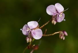 Image result for Murdannia simplex