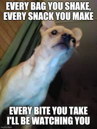 Funny Chihuahua Memes Gifs Imgflip
