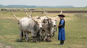 On arrival at hortobagy station we knew we had to walk as there are no taxis, buses etc. Hortobagy Nlc