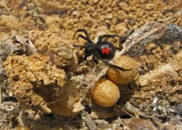 The black widow spider (latrodectus spp.) is a spider notorious for its neurotoxic venom (a toxin that acts specifically on nerve cells). Northern Black Widow Spiders Loudoun Wildlife Conservancy