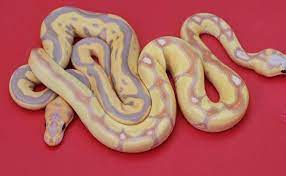 Banana Leopard Clown And Banana Enchi Clown Ball Pythons Ball Python Snake Lovers Pet Snake