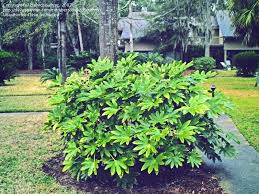 Full Size Picture Of Fatsia Paperplant Japanese Aralia Fatsia Japonica Fatsia Japonica Backyard Plants Water Wise Landscaping