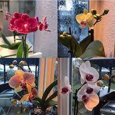 Just Add Ice Phalaenopsis Orchids Are Easy To Care For With Our Ice Cube Watering Method Discover Exclusive Orchid Car Phalaenopsis Orchid Orchids Orchid Care