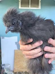 We did not find results for: The Silkie Chicken A Beginner S Guide To Raising Silkies The Kitchen Magpie Farm
