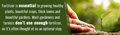 How long do i have to wait to mow my grass after fertilizing? Can I Lime And Seed At The Same Time Baker Lime