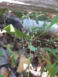 Image result for Urochloa deflexa