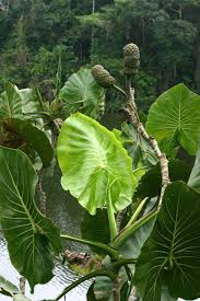 Image result for Montrichardia