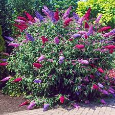 3 In 1 Butterfly Bush Michigan Bulb Company