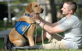 Department Of Justice Officially Began To Recognize Psychiatric Service Dogs In The Americans With Disabilities Act In Service Dogs Assistance Dog Therapy Dogs