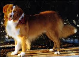 Beautiful black and tan english shepherd pup. English Shepherd Info Stony Creek English Shepherds