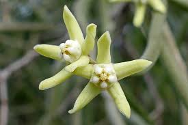 Image result for Cynanchum viminale