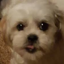 25 cute Shih Tzu puppies for sale in Louisiana