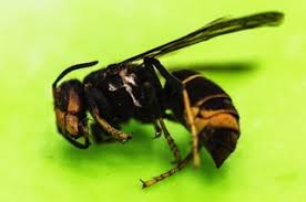 Each abdominal segment has a narrow posterior. Vespa Asiatica Obriga Ao Encerramento Parcial Do Parque Da Pena Em Sintra Ambiente Publico