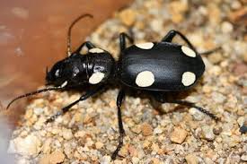 Black And White Striped Beetle Domino Beetle Beetle Bugs And Insects Insects
