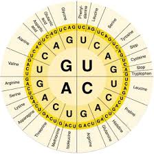 protein synthesis google slides