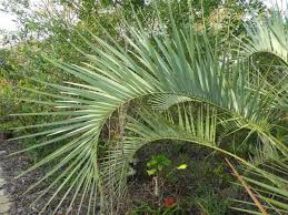 The pindo palm offers long arching elegant leaves that are a lighter green with a silvery highlight on many specimens. Pindo Palm A Graceful Exotic Tree Real Estate Chronicleonline Com