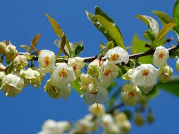 Maybe you would like to learn more about one of these? Summer Flowering Trees