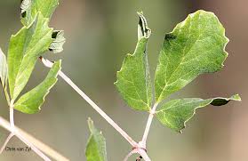 Image result for Rhoicissus tridentata