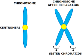 Maybe you would like to learn more about one of these? Sister Chromatids Definition Concept Video Lesson Transcript Study Com