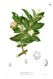 Image result for Psidium guajava