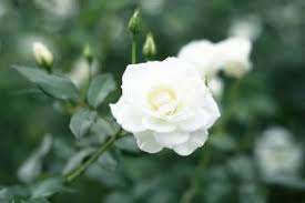 Cancer zodiac sign person is susceptible to his or her feelings and the feelings of others. Zodiac Sign Flowers Find Your Perfect Bloom Lovetoknow