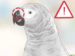 Como Darle De Comer A Los Loros 12 Pasos Con Imagenes