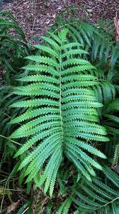 Image result for Cyclosorus interruptus