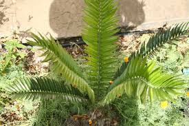 Image result for Encephalartos senticosus