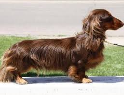 Pin On Dachshunds Board 18 The Sweetest Li L Bundles Of Love